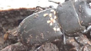 Клещи Хотят Сожрать Жука-Бронзовку и Жука-Рогача?