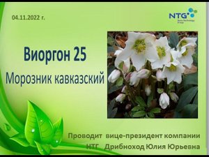 Виоргон 25 Морозник кавказский