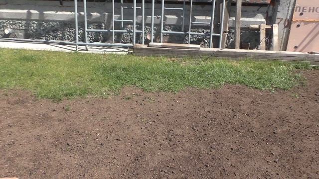 Посеял новый газон, старый вымерз без снега! смотреть онлайн