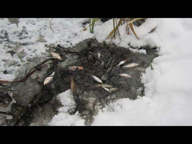 Убийство реки Усманки агрокомплексом "Овощи Черноземья" продолжается. смотреть онлайн