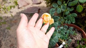 Розы из питомника Нью-Джерси