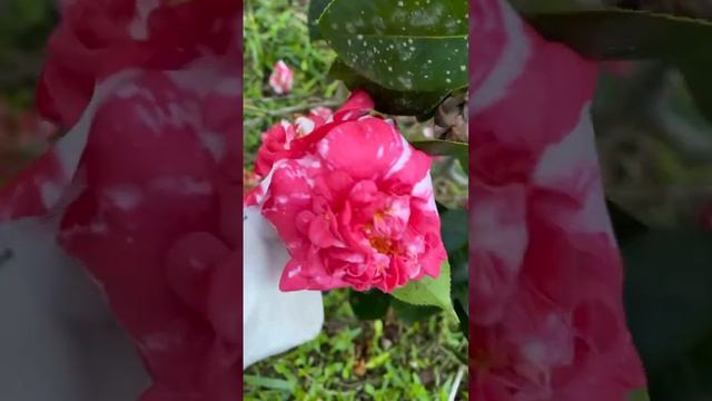 Camelia ‘General Coletti’ #camelia #flores #camellia