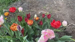 #1 Сорта тюльпанов 2023. Сорта Flaming Flag, Brownie,Dream Touch,Angelique,Cabanna,Pompenette