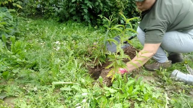 ⚫Абрикосы из косточки |Персики из косточки | продолжение 2 часть 2 серия смотреть онлайн