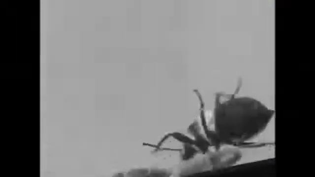 ОТПУГИВАТЕЛЬ «PEST REJECT» смотреть онлайн