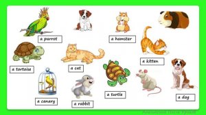Rainbow English 3 класс.  Домашние питомцы. Pets
