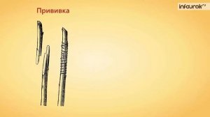 Размножение покрытосеменных растений  Вегетативное и половое 1