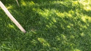 Уход за газоном  - Результат удобрения и гербицида. Видео №14 (08.08.2021)