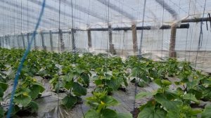 Овощи Растут. Выращивание огурца в китайских теплицах.