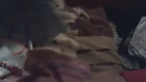 Обзор вещи куклы беби бон Беллы и Темых