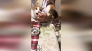 😹Коты 2022 смешные котики. 😹Новые приколы с котами до слез. Я СМЕЯЛСЯ ЧАС 😹Funny cats  2022-2021