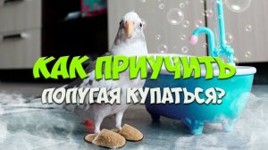 КАК ПРИУЧИТЬ ПОПУГАЯ КУПАТЬСЯ?!