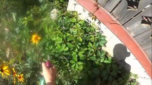 Как Уничтожить Дикий Виноград