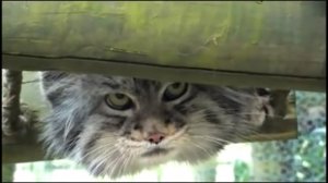 Яростный манул