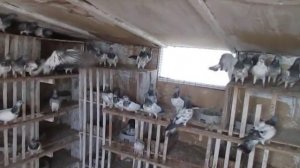 Будапештские высоколетные голуби 1