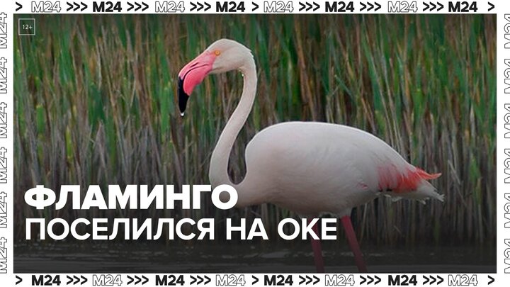 Жители Пущина призвали региональное Минэкологии помочь местному фламинго - Москва 24