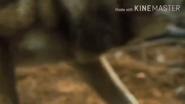 a dogs way home wolf's death смотреть онлайн