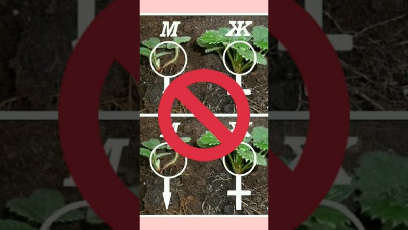 Урок 18. Мужские и женские кусты садовой земляники: миф или реальность?