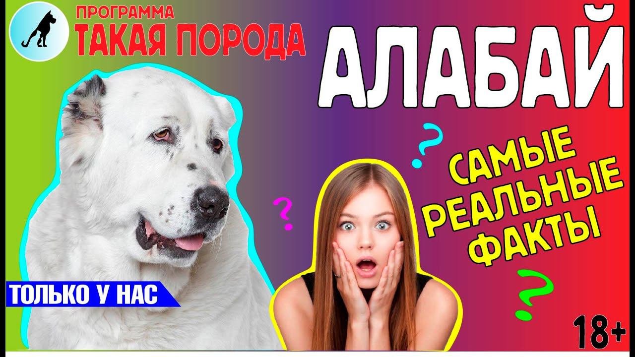 Такая Порода - Алабай