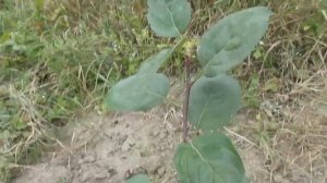 Прививка секатором яблонь: результат