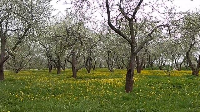 Коломенское когда цветут яблони 2 смотреть онлайн