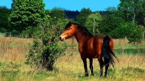 Стихотворение "Узник"