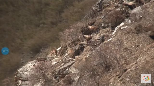 Снежный барс .Добыча скалолаза. смотреть онлайн