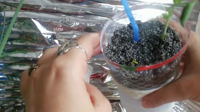 Что сделать из старого фильтра от воды. Для растений смотреть онлайн