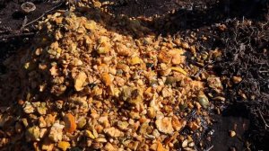 Уборка тыквы. Тыквоуборочный комбайн MOROZ длиною 1500 мм с бензиновым двигателем 16 л.с.