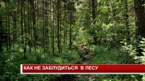 КАК НЕ ЗАБЛУДИТЬСЯ  В ЛЕСУ