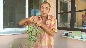 Гигантская кисть винограда от Василия Гавриловича