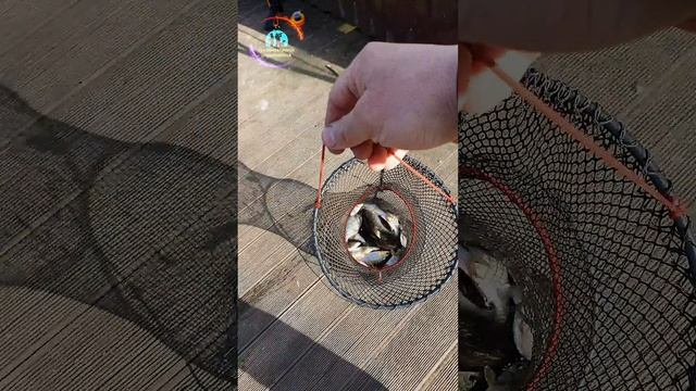 Смотреть видео онлайн