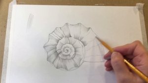 Sea Shell Pencil Drawings. Рисуем морскую ракушку простым карандашом