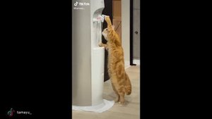 Лошадь Ударила Дерево, Пукнула на Собак и Убежала