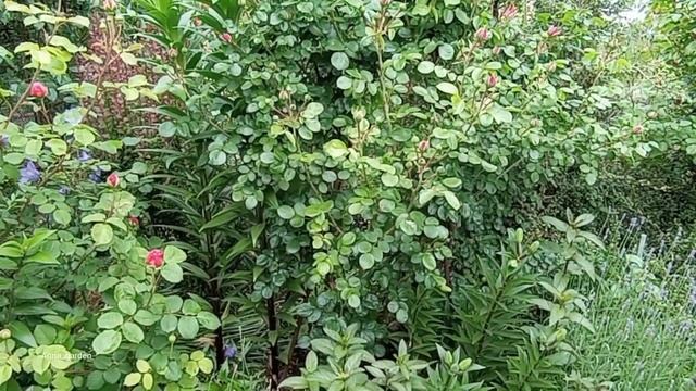 #розы Барок, Ангела Обзор роз 1 смотреть онлайн