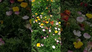 "Эшшольция",цветы лета!!!