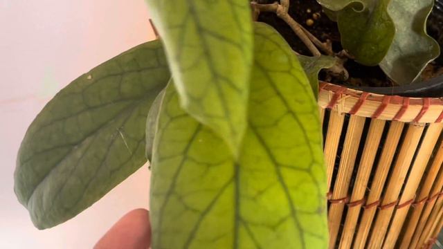 Meet my favourite rare & exotic aroid plants| Best & easy way to care for ur aroids in summer times смотреть онлайн