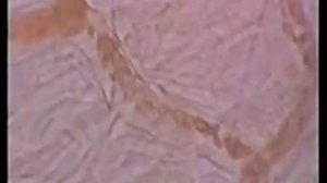 СОСТАВ И ФУНКЦИИ КРОВИ. ГДЕ РОЖДАЮТСЯ КЛЕТКИ КРОВИ