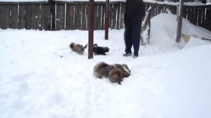 щенки тибетской породы лхаса апсо