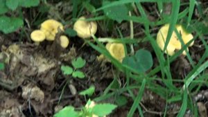 Как растут грибы лисички в лесу. Смоленск.