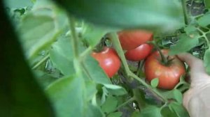 Томат Богема. Продолжает радовать вкусными плодами.