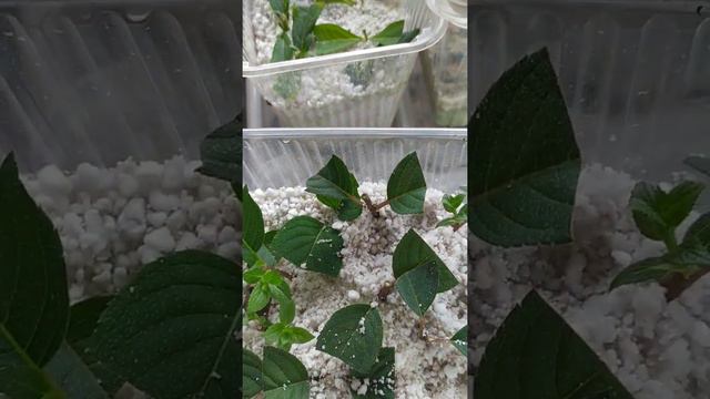 25 августа 2021 г. смотреть онлайн