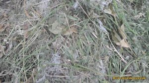 Компост.Самый Быстрый и Питательный Компост.