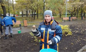 В СВАО началась высадка луковиц тюльпанов