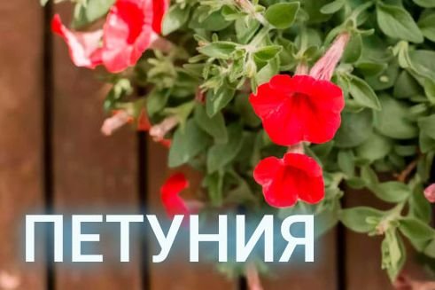 Как посадить петунию.