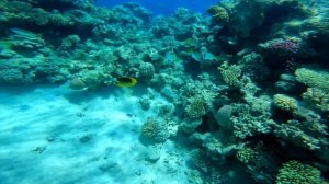 Египет 2023: Самый красивый коралловый риф в Хургаде с разными рыбами.