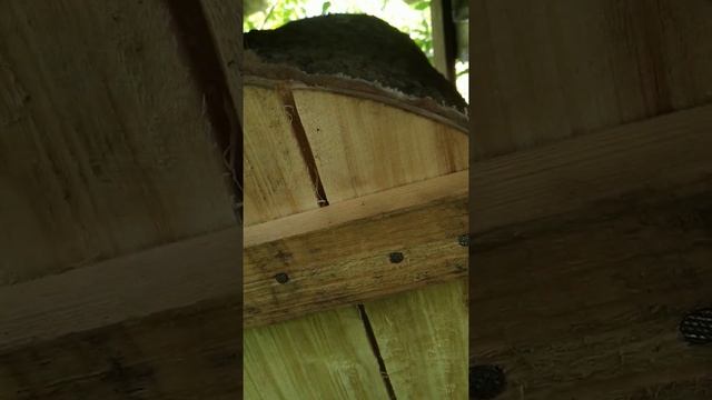 Проверяю как прижились мои дикие пчёлки на дачном участке смотреть онлайн