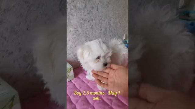 Мальчик 2,5 месяца 02.01.2022г. #fantasticjewel_kennel #maltesepuppies #laik смотреть онлайн