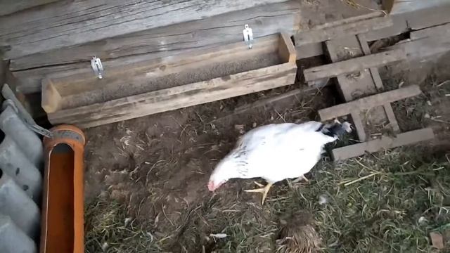 Разведение кур. Первое яйцо. Первые проблемы при разведения кур