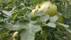 помидоры "Красномордина" Агрофирма Сибирский сад.